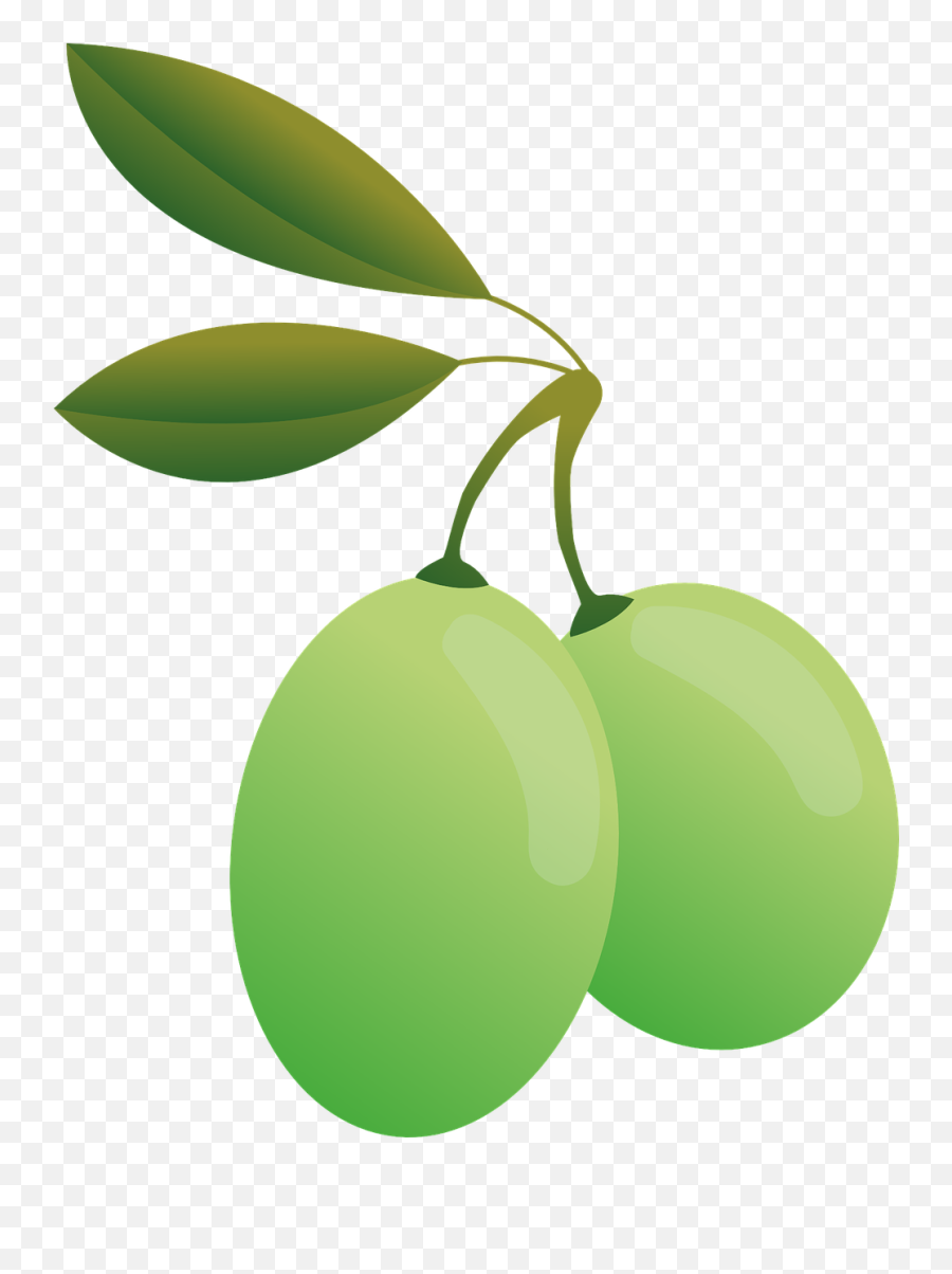 Olives Green Oil Olive Plants Food - Aceitunas Dibujo Png Emoji,Olive Oil Emoji