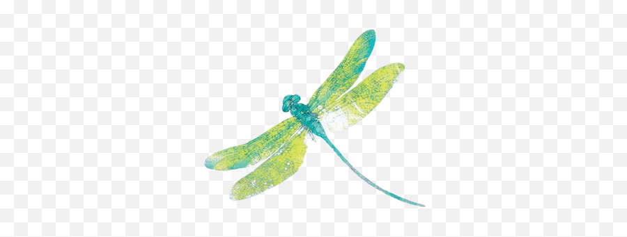 15 Dragonfli Insect Load20180523 Pngimg004 - Dragonfly Transparent Clipart Background Emoji,Dragonfly Emoji