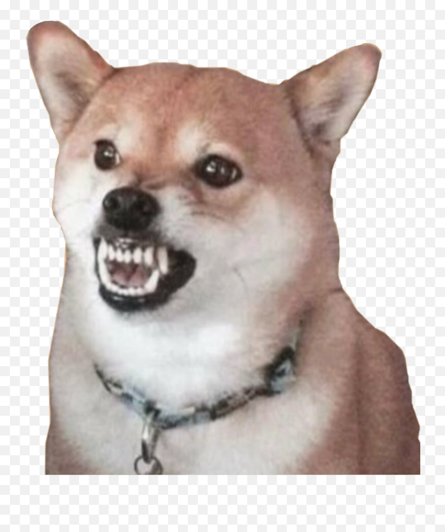 Traves Callmecarson Rar Freetoedit - Traves Dog Emoji,Shiba Emoji