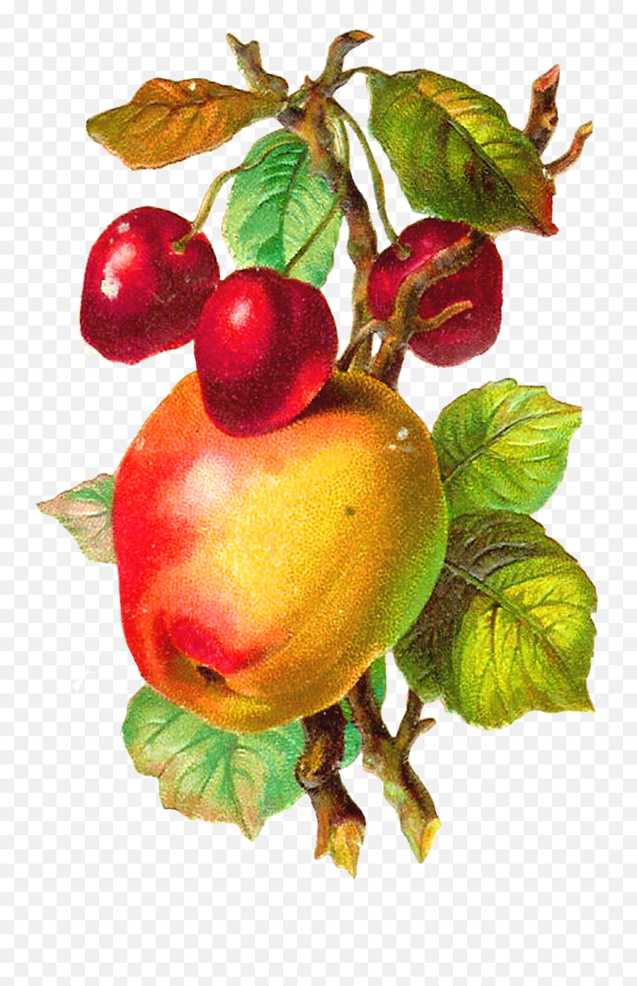 Free Fruit Clip Art - Apple Fruit Vintage Png Transparent Transparent Vintage Fruit Emoji,Emoji Fruits