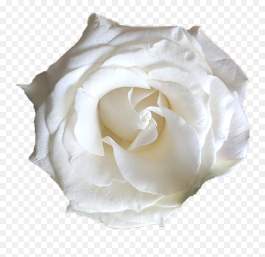 Realflower White Rose Sticker - Fresh Emoji,White Rose Emoji