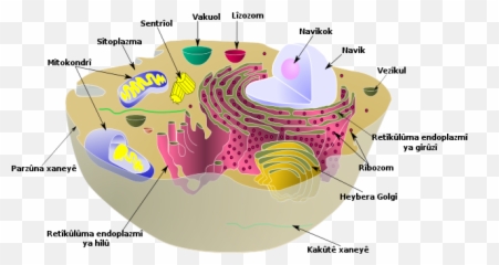 Biological Cell Ku - Animal Cell Vacuole Emoji,German Engineering Emoji