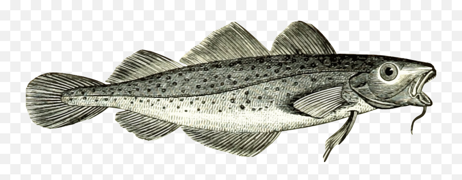 Cod Fish Vector Clipart Image - Transparent Cod Fish Png Emoji,Jesus Fish Emoji
