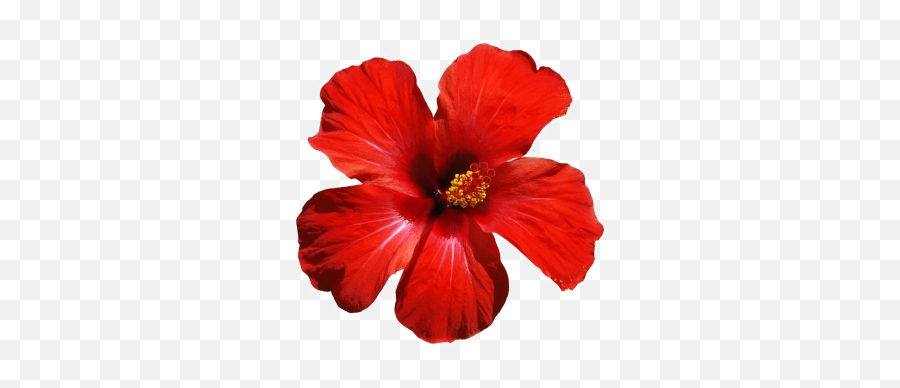 Flowers Png And Vectors For Free Download - Hibiscus Rosa Sinensis Png Emoji,Red Flower Emoji
