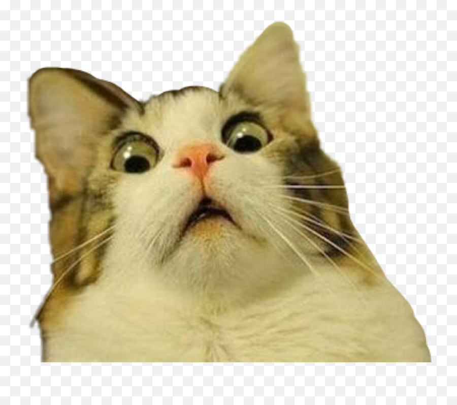 Troll Trolling Cat Meme Scared Freaked - Cat Meme Transparent Background Emoji,Scared Cat Emoji