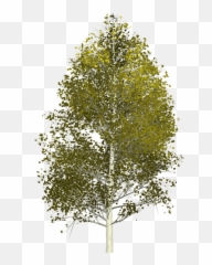 Free Aspens Colorado Images - Aspen Tree Transparent Background Emoji,Plane And Note Emoji
