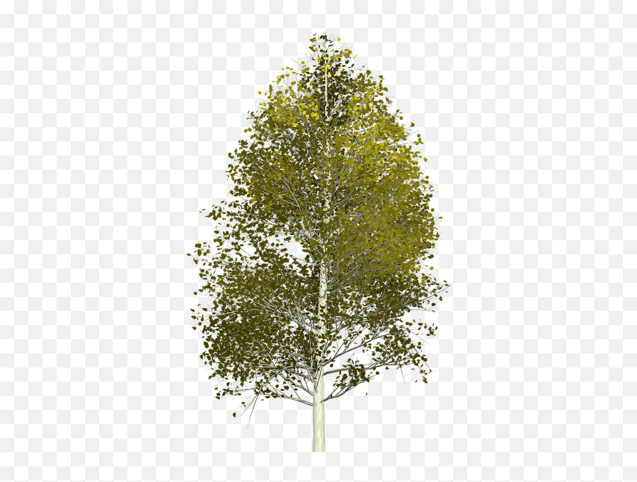 Free Aspens Colorado Images - Aspen Tree Transparent Background Emoji,Plane And Note Emoji