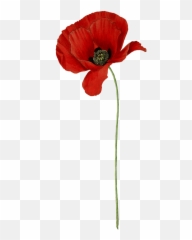 Plant Clipart Poppy Plant Poppy - Transparent Background Poppy Transparent Emoji,Poppy Emoji