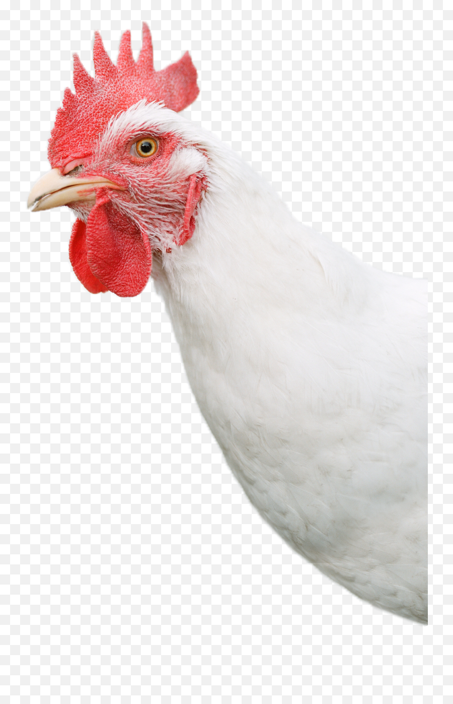 Hen Png Image File Rooster - Clip Art Library Chicken Images Hd White Emoji,Rooster Emoji