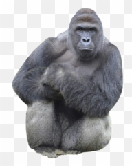 Edit - Il Melograno Emoji,Harambe Emoji