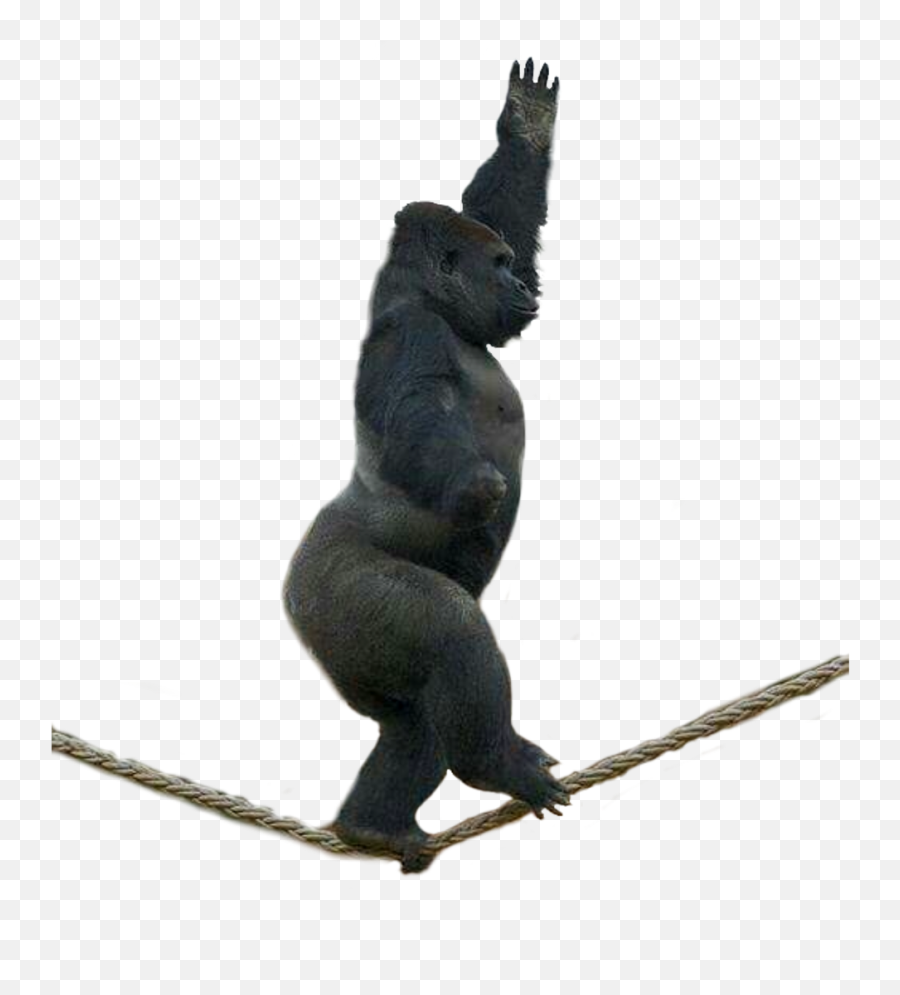 Freetoedit Gorilla Walking Rope Animal Animals Jungle - Macaque Emoji,Gorilla Emoji