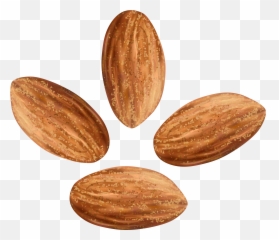 Library Of Tree Nuts Graphic Royalty - Transparent Almond Clipart Emoji,Walnut Emoji