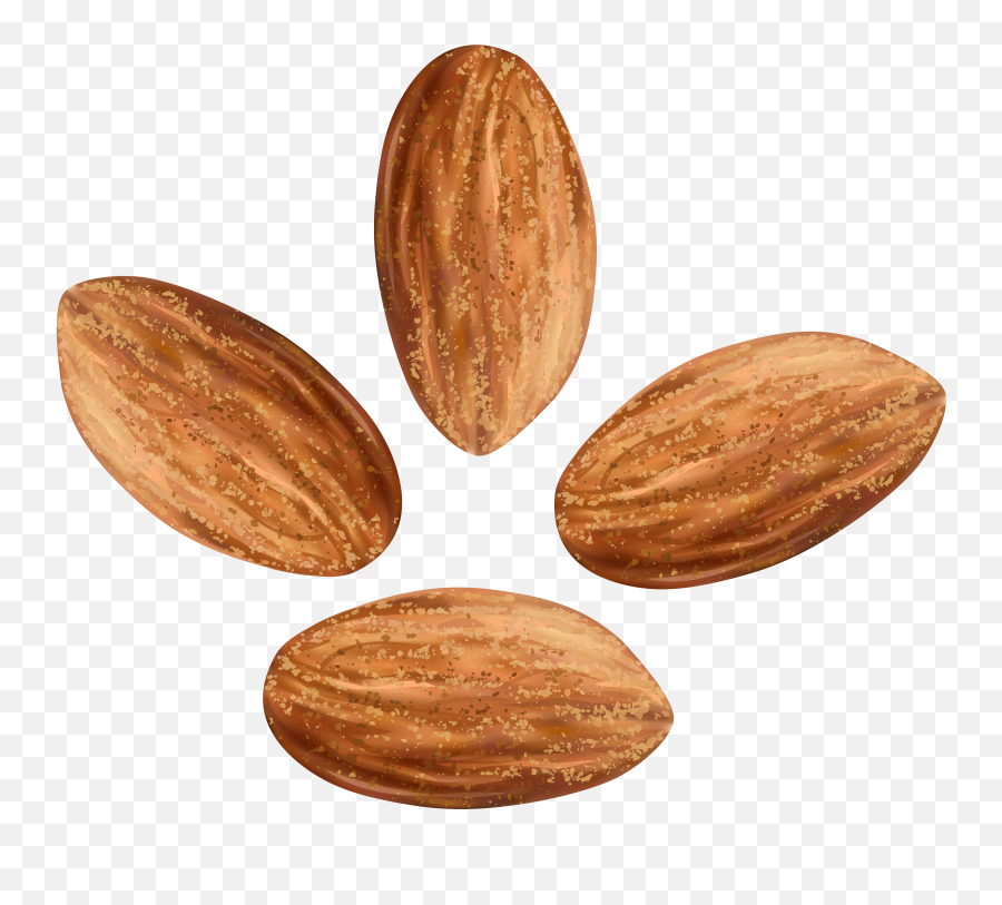 Library Of Tree Nuts Graphic Royalty - Transparent Almond Clipart Emoji,Walnut Emoji