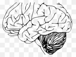 Sponge Clip Art Library Png Files - Brain Emoji