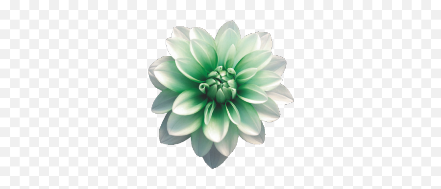 Transparent Flower - Aesthetic Green Flowers Png Emoji,Flower Emoji Tumblr
