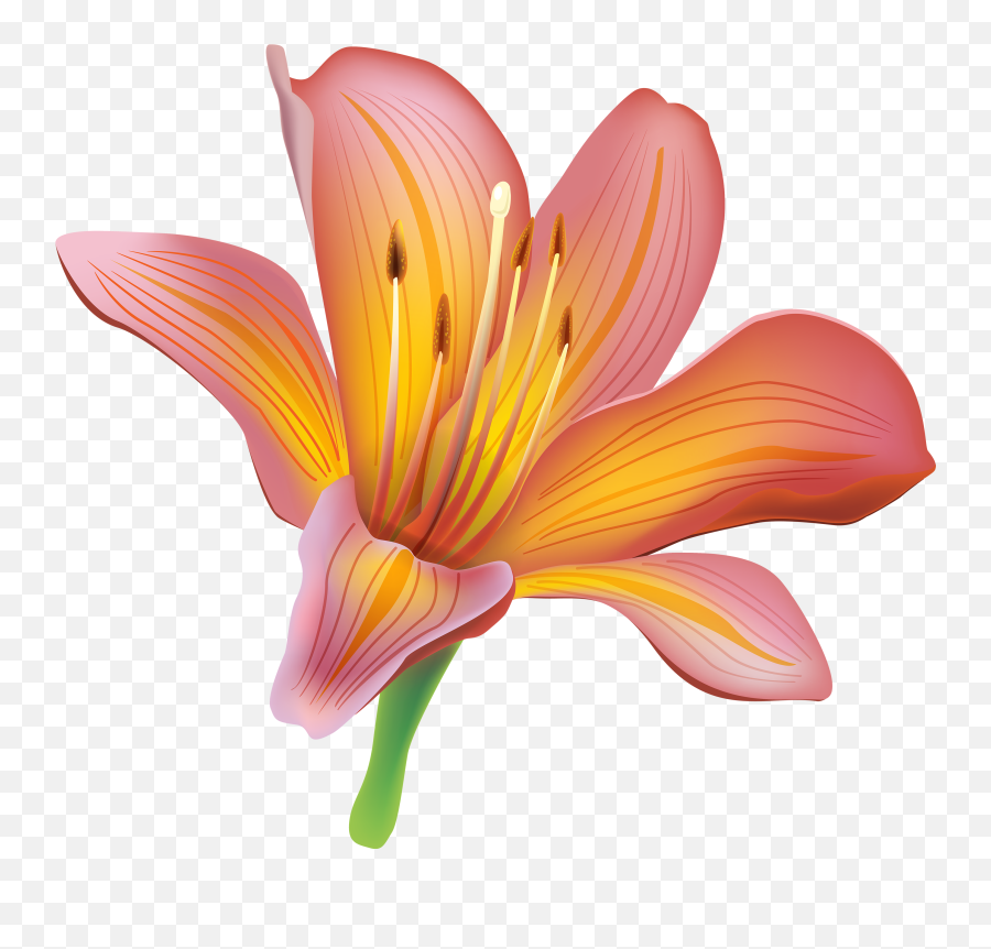 Flower Emoji Png - Flor Lily Png,Blossom Emoji