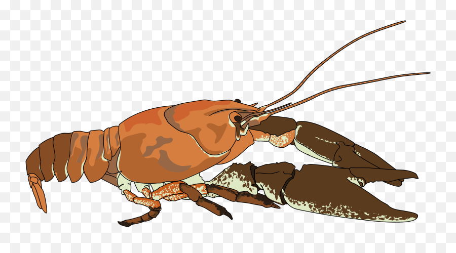 Crayfish Cartoon Png 5 Png Image - Crayfish Clip Art Emoji,Lobster Emoji Iphone