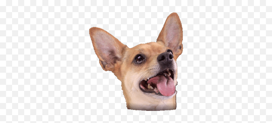Top Ears Slut Puppy Stickers For - Dog Ear Gif Transparent Emoji,Chihuahua Emoji