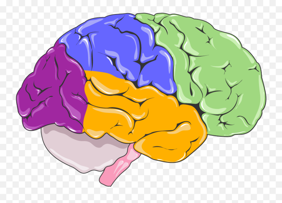 Neurology Human Brain Png U0026 Free Neurology Human Brainpng - Sistema Nervioso Dibujo Cerebro Emoji,Brain Emoji Png