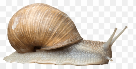 Pond Snails Gastropods Portable Network Graphics Snail Slime - Snail Png Emoji,Snail Emoji