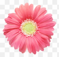 Pg Flowers - Simple Png Sticker Emoji