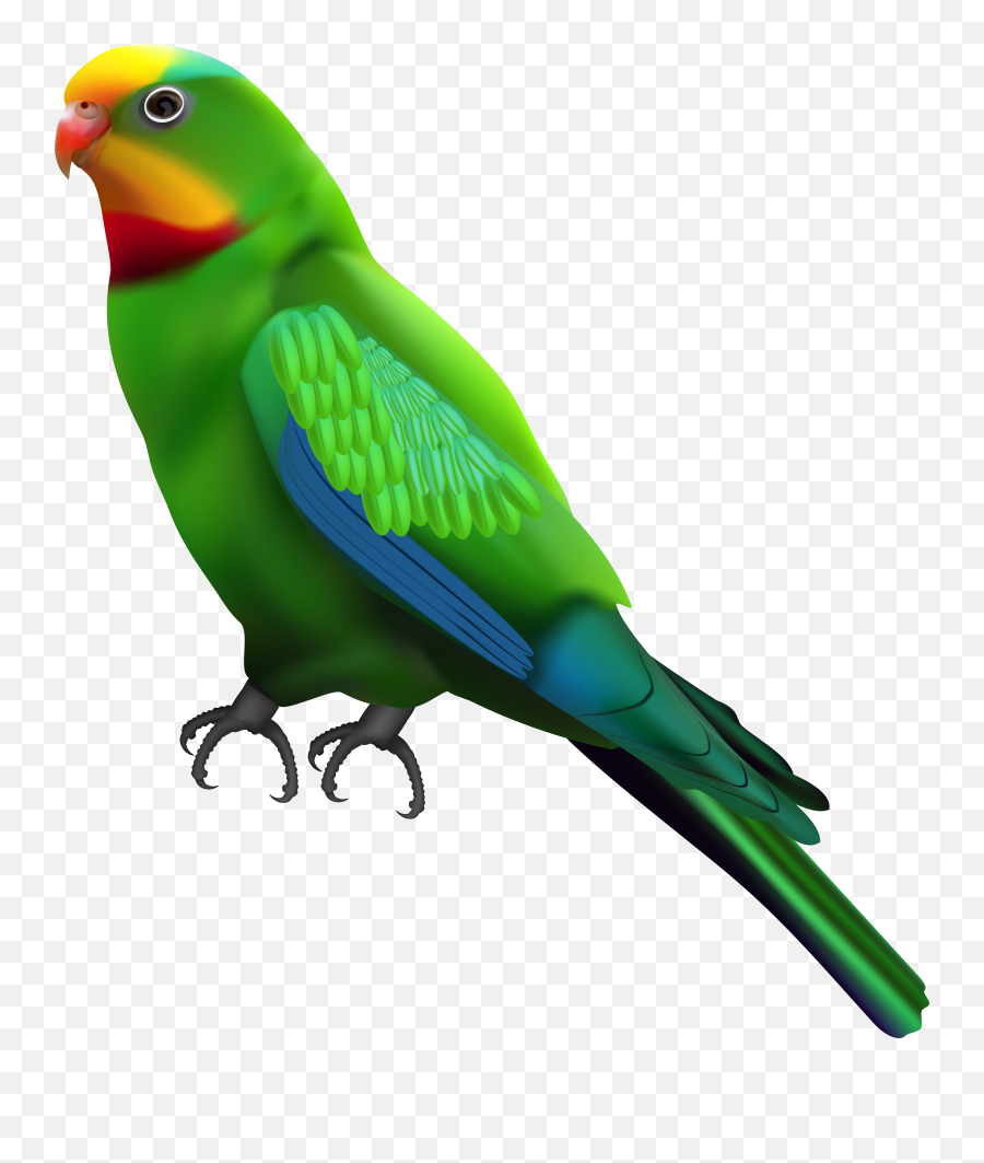 Parrot Green Cheek Conure Transparent Emoji,Parrot Emoticon