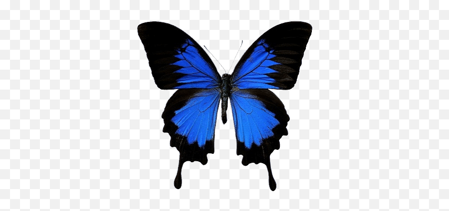Man Stickers For Android Ios - Ulysses Butterfly Emoji,Butterfly Emoji Ios