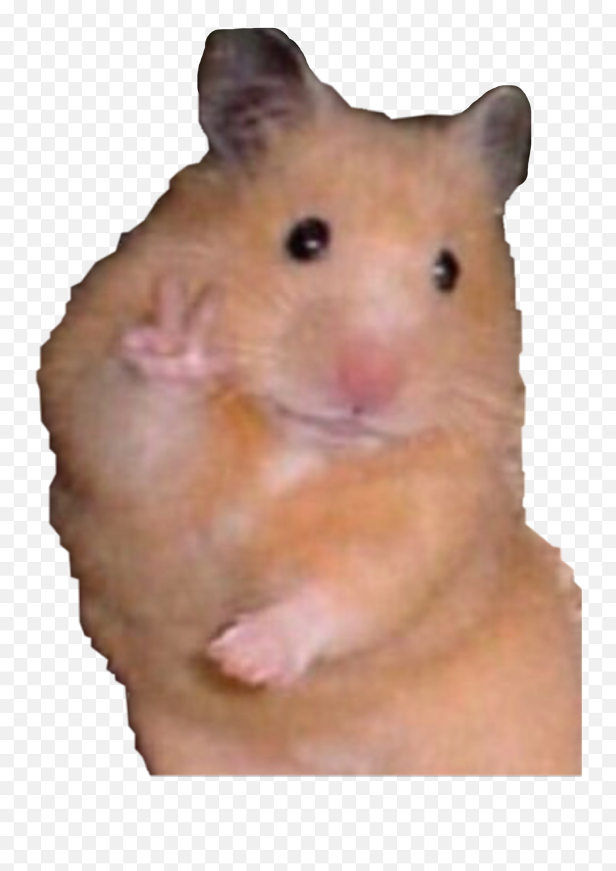 Largest Collection Of Free - Toedit Hamster Stickers On Picsart Meme Hamster Emoji,Hamster Face Emoji