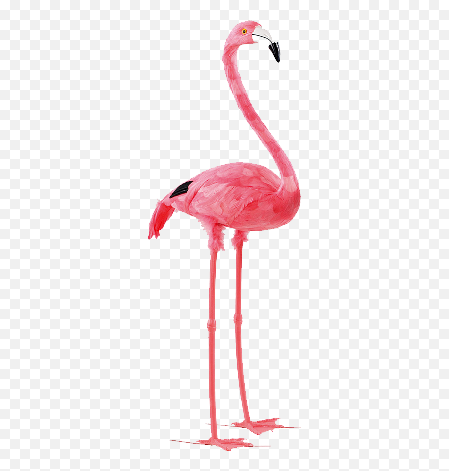 Flamingo Transparent Png Clipart Cute Flamingo Pink - Pink Flamingo Transparent Background Emoji,Flamingo Emoji