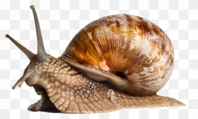 Snail Png Transparent Png Png Collections At Dlf - Side View Of A Snail Emoji,Snail Emoji