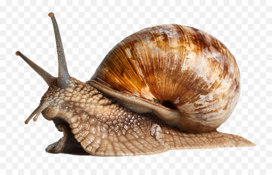 Snail Png Transparent Png Png Collections At Dlf - Side View Of A Snail Emoji,Snail Emoji