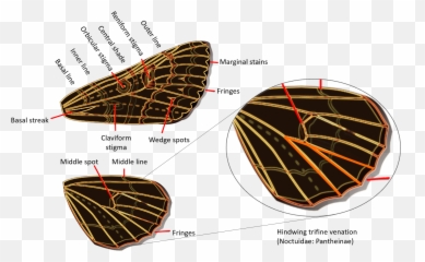 Noctuidae - Emoji