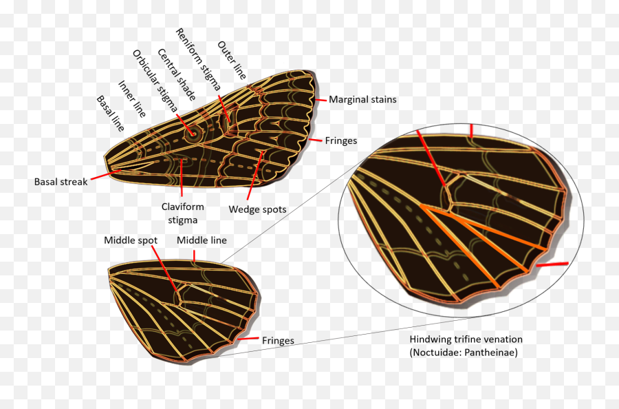 Noctuidae - Noctuidae Emoji,Mexican Emoji App