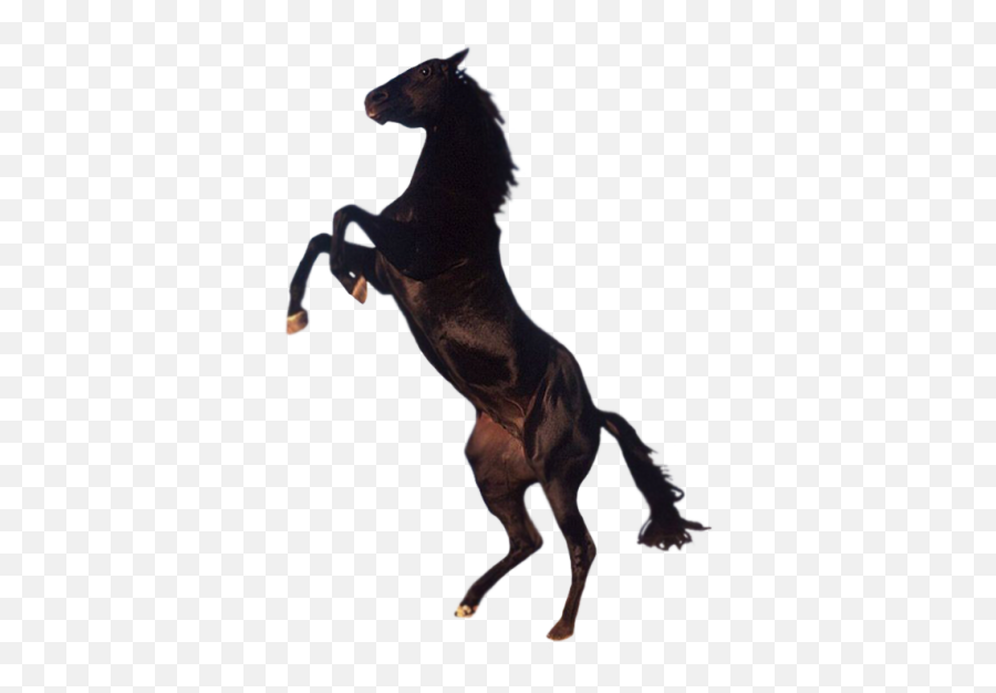Horse Png And Vectors For Free Download - Black Horse Png Emoji,Horse Head Emoji