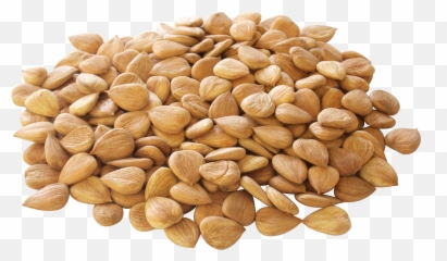 Almond Vector Seed Transparent Png - Almond Nut Kernel Emoji,Walnut Emoji
