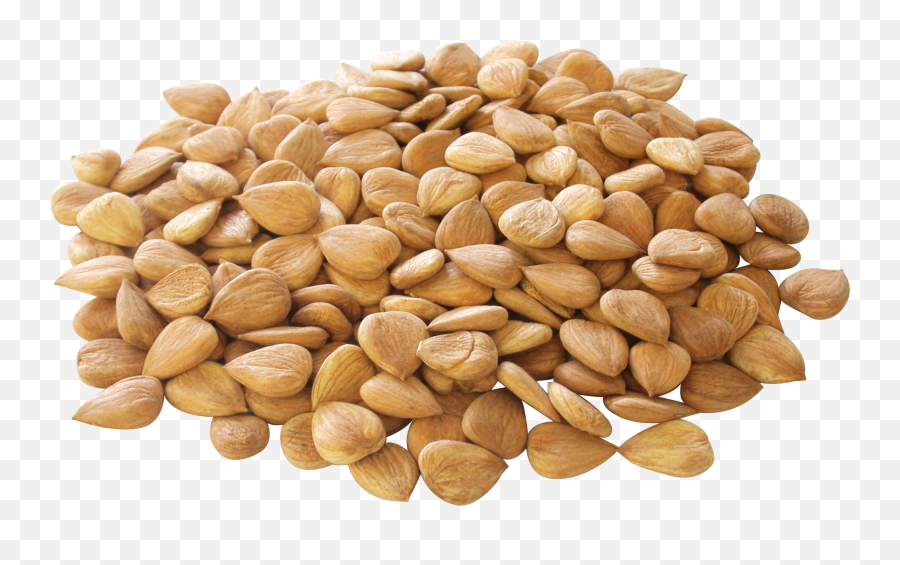 Almond Vector Seed Transparent Png - Almond Nut Kernel Emoji,Walnut Emoji