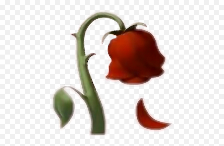 Rose Emoji Emojis Flower Flowers Red Redflower Redflowe - Iphone Dead Rose Emoji,Red Flower Emoji