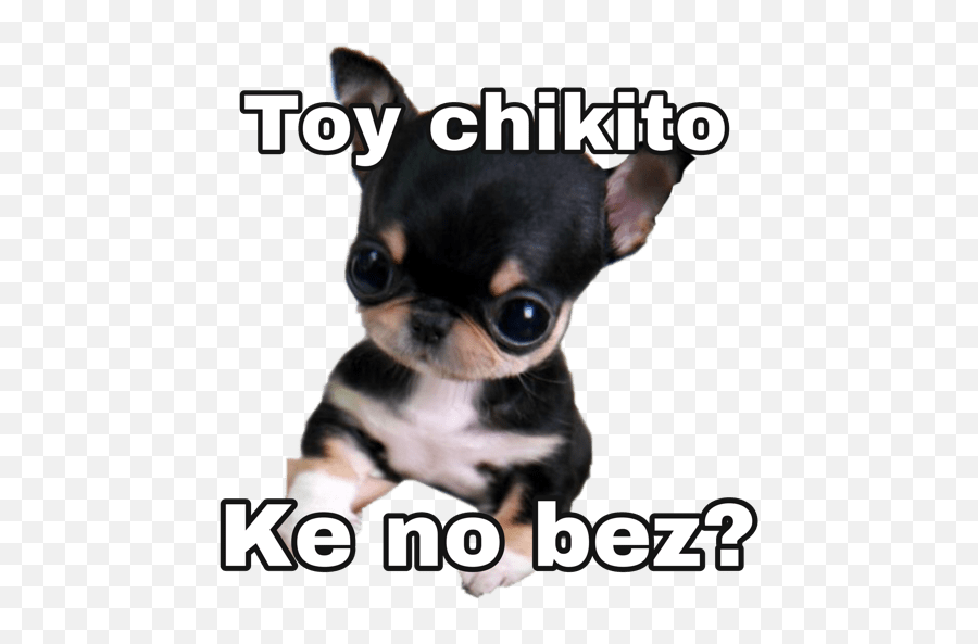 Chihuahuas Random - Chihuahua Emoji,Chihuahua Emoji