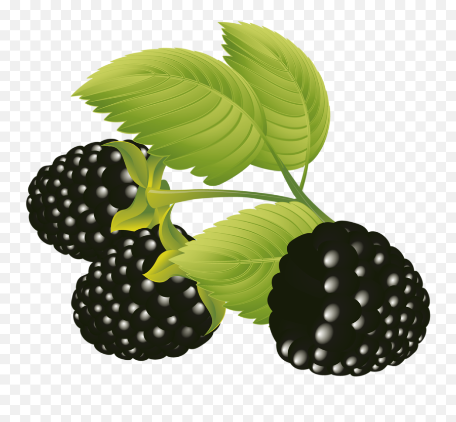 Vector Free Eps Vector Graphic Design - Dewberries Png Emoji,Blackberry Emoji