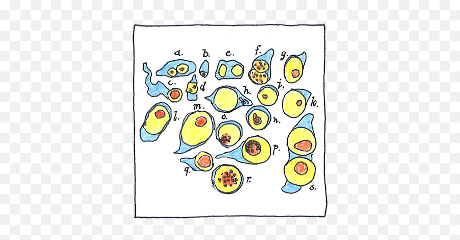 Communities Of Cells - Cartoon Emoji,Ovo Emoticon