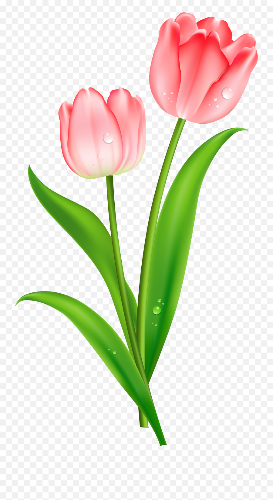 Tulip Clipart Png - Tulip Clipart Transparent Background Emoji,Tulips Emoji