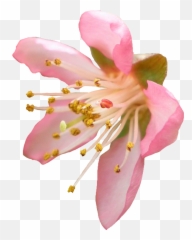 Cherry Blossom Png Transparent - Peach Blossom Transparent Background Emoji,Sakura Flower Emoji