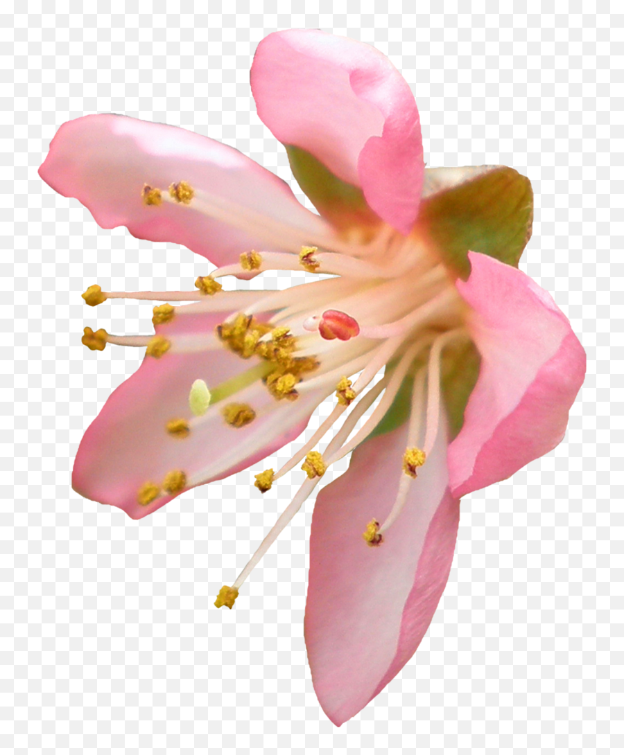 Cherry Blossom Png Transparent - Peach Blossom Transparent Background Emoji,Sakura Flower Emoji