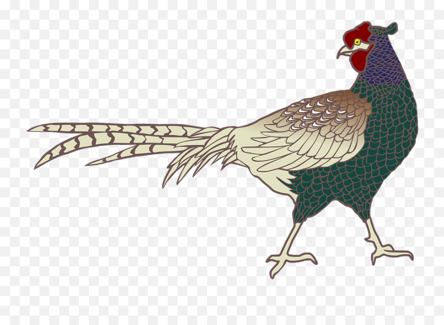 Free Pheasant Bird Images - Green Pheasant Bird Png Emoji,Turkey Emoji Copy And Paste