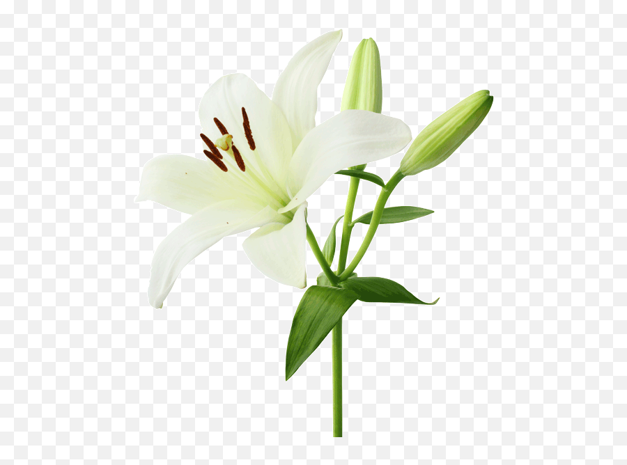 Lily Flower Nature Summer Sticker By Blue - White Lily Meaning Emoji,Lily Flower Emoji