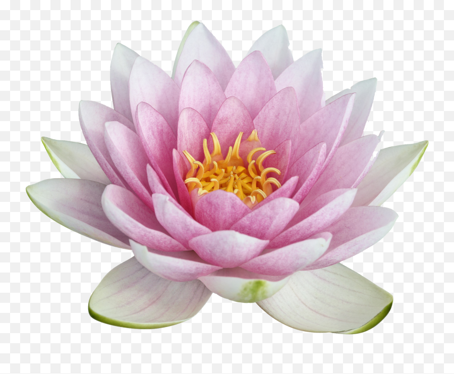 Free White Lotus Flower Png Download - Lotus Flower Png Transparent Emoji,Lotus Flower Emoji