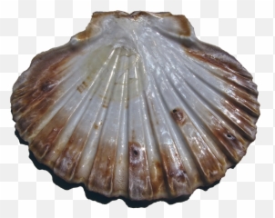 Free Pilgrim Mecca Images - Kerang Png Emoji