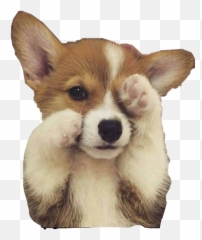 Corgi Freetoedit - Corgi Puppy Cute Emoji,Corgi Emoji