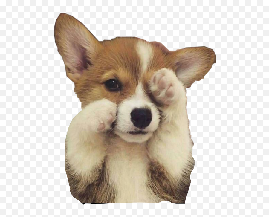Corgi Freetoedit - Corgi Puppy Cute Emoji,Corgi Emoji