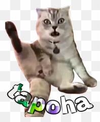 Foot Raiva Crazy Gato Angry Cat Louco - Squitten Emoji